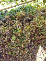 Alchemilla diplophylla