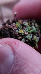 Alchemilla diplophylla