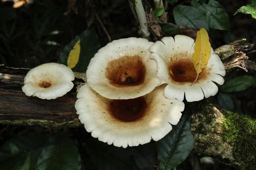 Funnel Woodcap