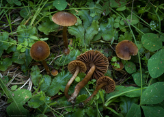 Cortinarius gentilis