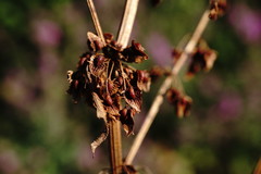 Rumex stenophyllus