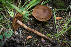 Cortinarius gentilis