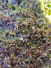 Alchemilla diplophylla