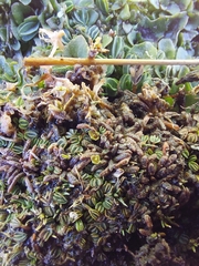 Alchemilla diplophylla