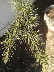 Cedrus libani