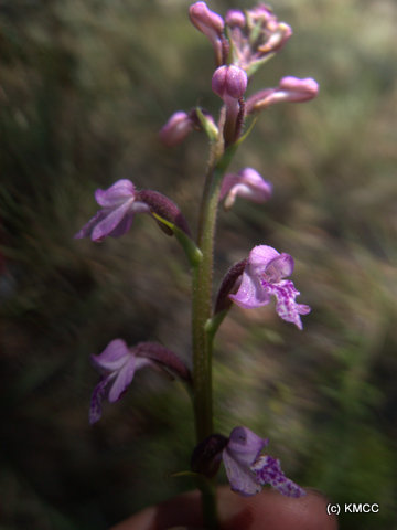 Cynorkis lindleyana image