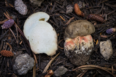 Caloboletus frustosus