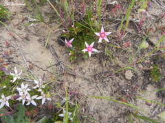 Lysimachia buxifolia