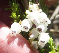 Erica glomiflora glomiflora
