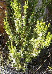 Erica glomiflora glomiflora