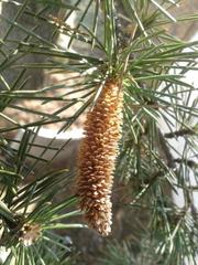Cedrus libani