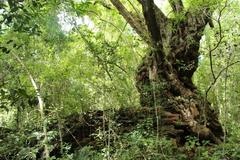 Platylophus trifoliatus