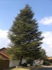 Cedrus libani