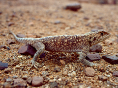 Agama bibronii