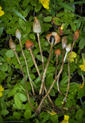 Leratiomyces cucullatus