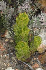 Paranomus esterhuyseniae