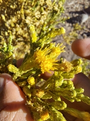 Parastrephia quadrangularis