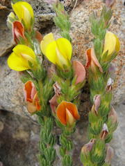 Aspalathus linguiloba