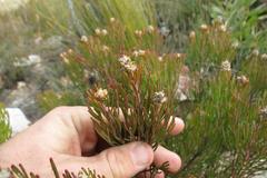 Paranomus esterhuyseniae