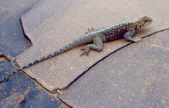 Agama bibronii