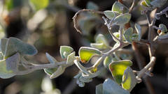 Chenopodium curvispicatum