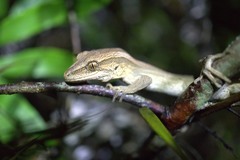 Toropuku inexpectatus