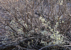 Chenopodium curvispicatum