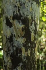 Ochna arborea