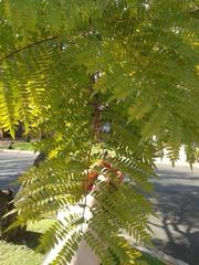 Jacaranda mimosifolia