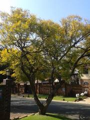 Jacaranda mimosifolia