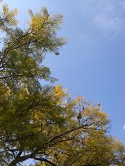 Jacaranda mimosifolia