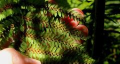 Cyathea capensis