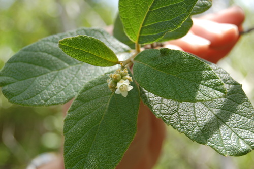Varronia rupicola