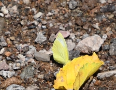 Abaeis mexicana