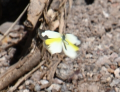 Abaeis mexicana