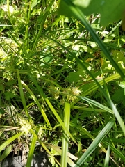 Carex flava