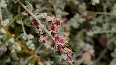 Chenopodium curvispicatum
