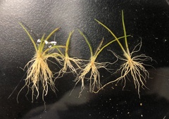 Eleocharis parvula