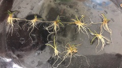 Eleocharis parvula