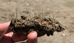 Eleocharis parvula