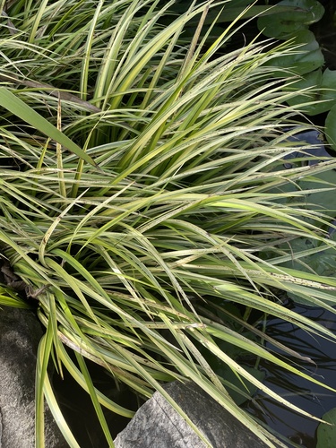 Carex oshimensis iNat (2)