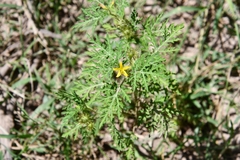 Solanum lumholtzianum