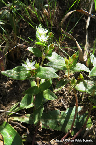 Crassula alsinoides