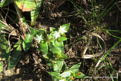 Crassula alsinoides
