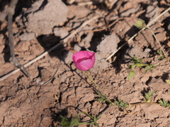 Modiolastrum gilliesii