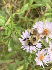 Bombus insularis