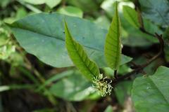 Trichocladus crinitus