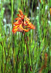 Disa ferruginea