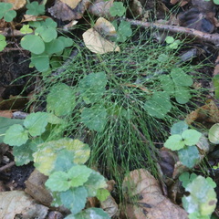 Equisetum sylvaticum