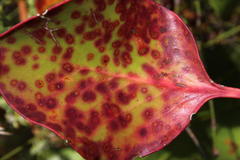 Teratosphaeria maculiformis
